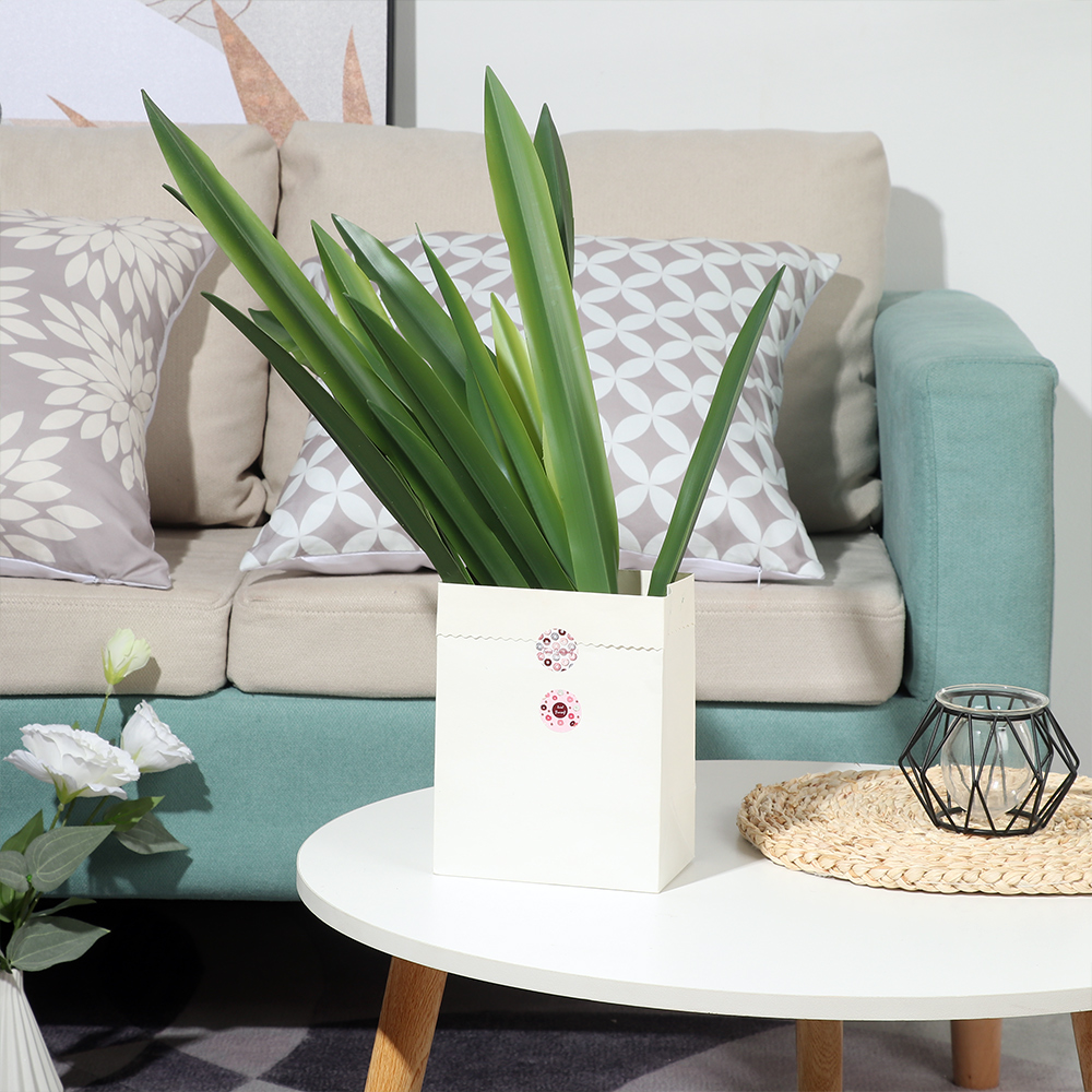 New Party Supplies High Grade  - đánh giá và giá Snake Plant