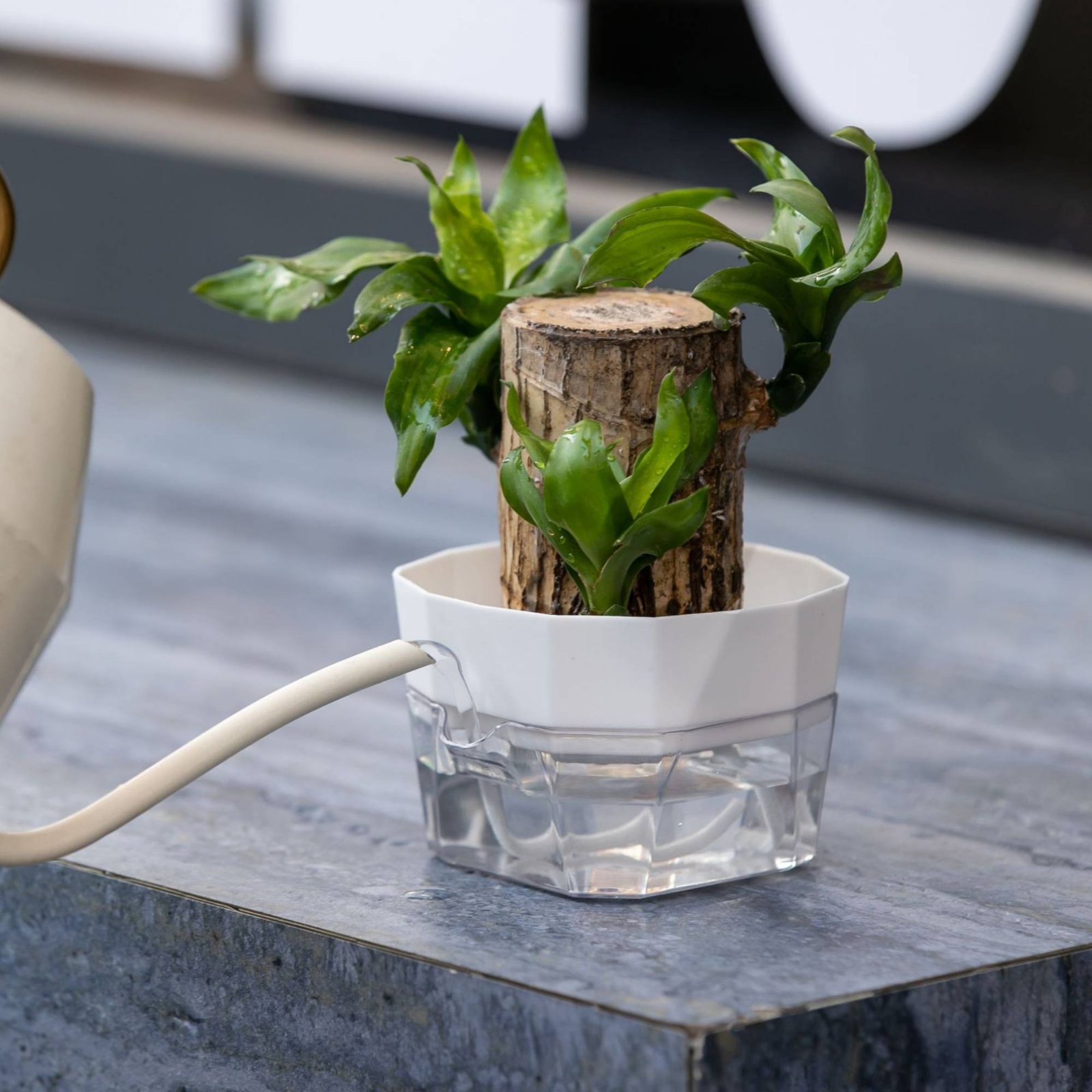 Hydroponic Bulb Vase 2-Tier De - đánh giá và giá Plant Pot
